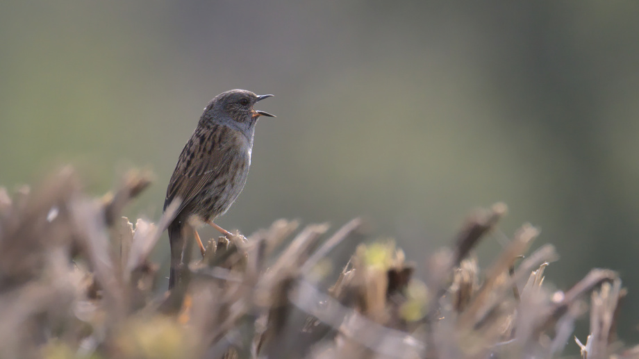 Dunnock singing